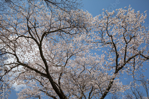 吉野山の桜 © HIROSHI H