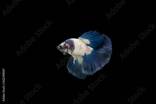 Beautiful colorful of siamese betta fish © Johnstocker