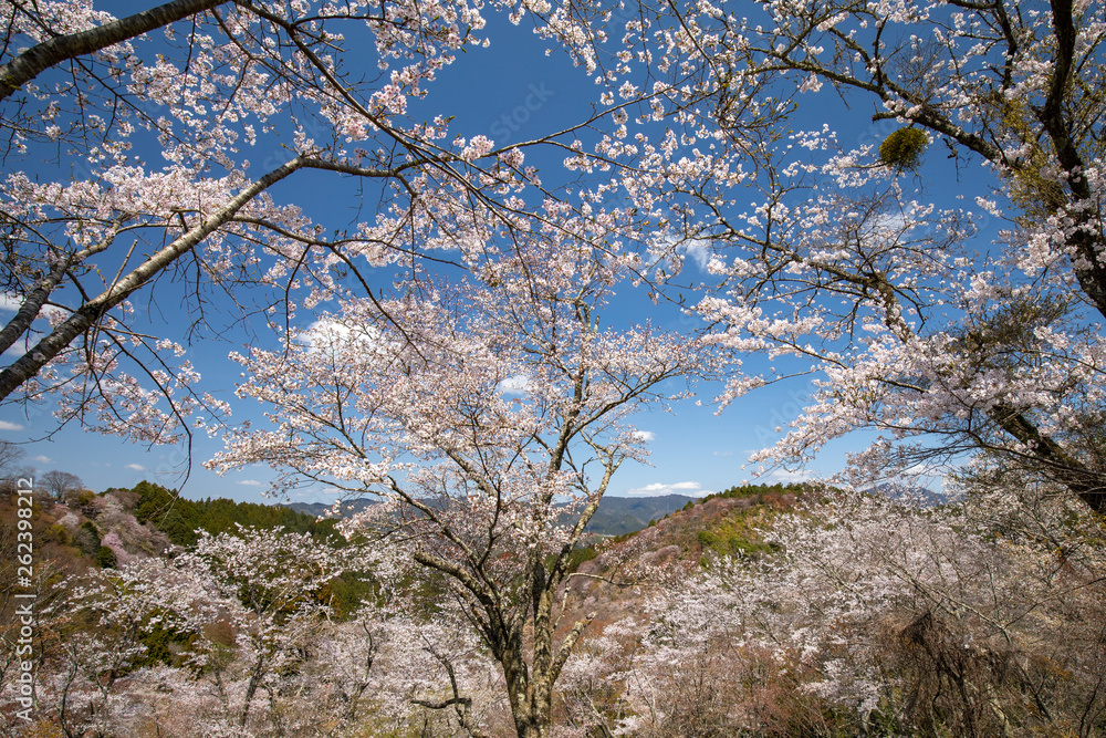 吉野山の桜 吉野山の桜