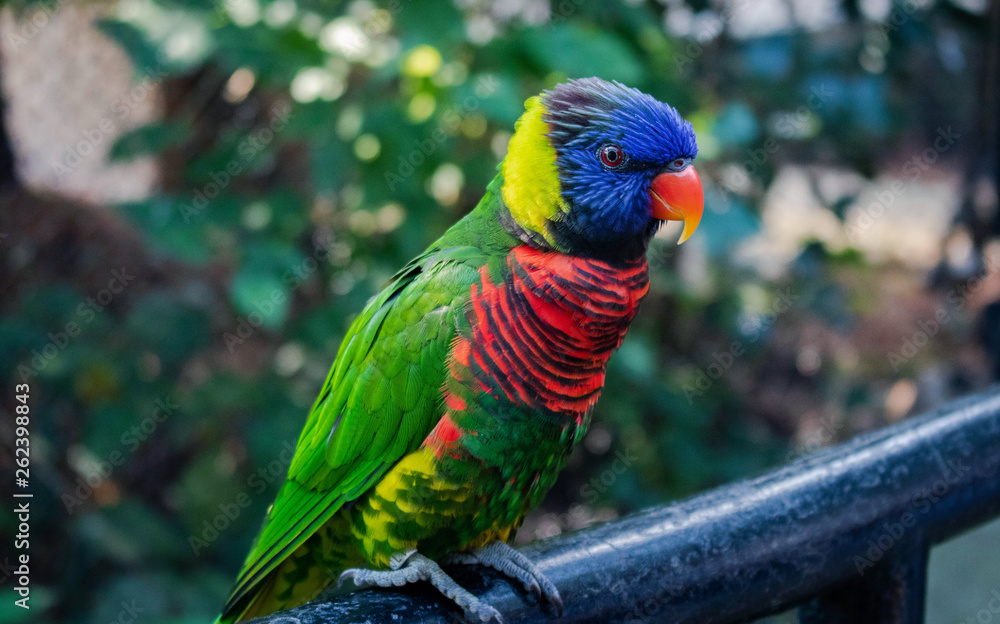 Naklejka premium Bright Bird