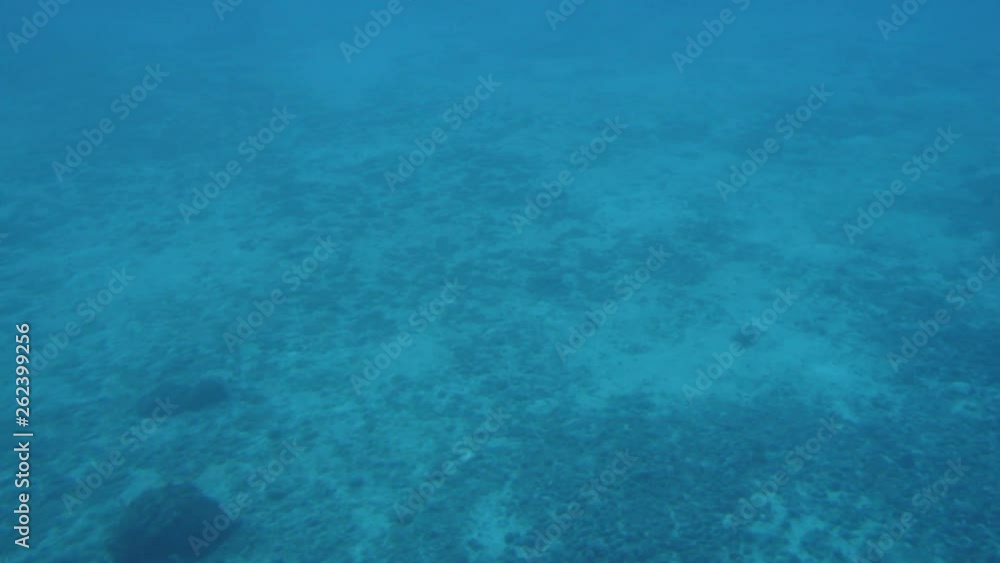 Underwater shots in Barboados Underwater shots in Barboados