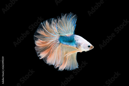 Beautiful colorful of siamese betta fish © Johnstocker