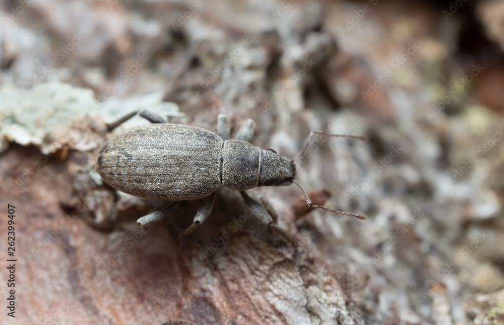 Macro photo of a weevil, Brachyderus incanus on pine bark Macro photo of a weevil, Brachyderus incanus on pine bark