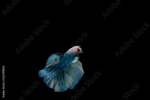 Beautiful colorful of siamese betta fish