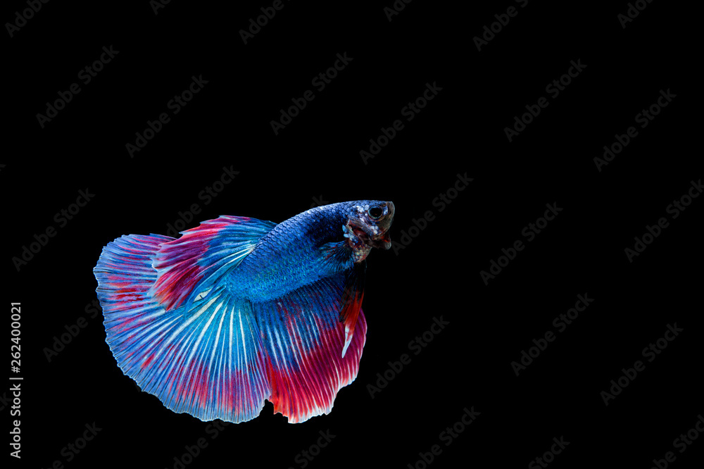 Beautiful colorful of siamese betta fish Beautiful colorful of siamese betta fish