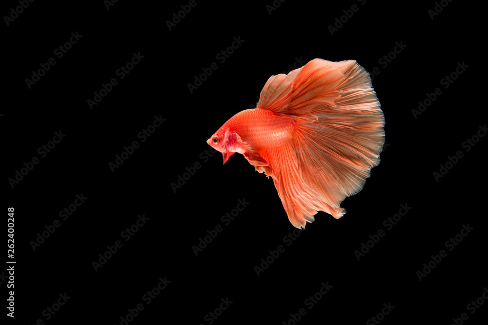 Beautiful colorful of siamese betta fish Beautiful colorful of siamese betta fish