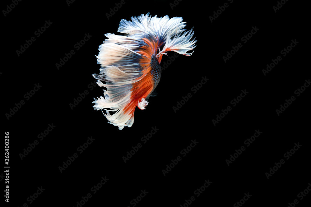 Beautiful colorful of siamese betta fish Beautiful colorful of siamese betta fish