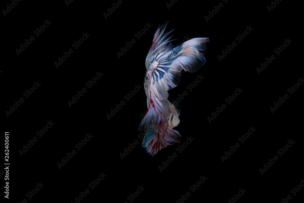 Beautiful colorful of siamese betta fish Beautiful colorful of siamese betta fish