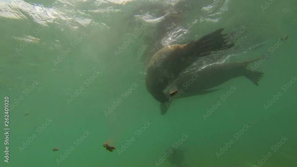 Sea lion Galapagos swims Beautiful under water shot of Sea lion swims and play with the cameraman Sea lion Galapagos swims Beautiful under water shot of Sea lion swims and play with the cameraman