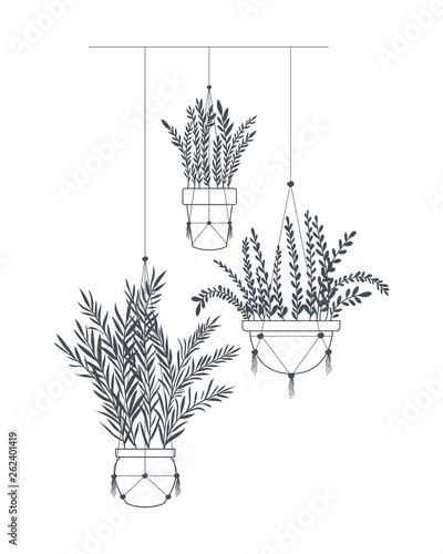 houseplants on macrame hangers icon