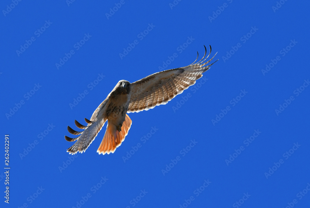 red tailed hawk flying in the blue sky