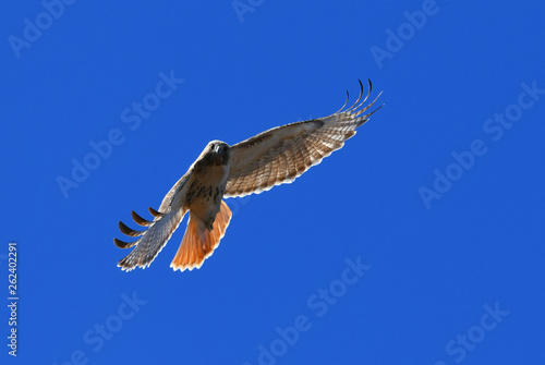 red tailed hawk flying in the blue sky