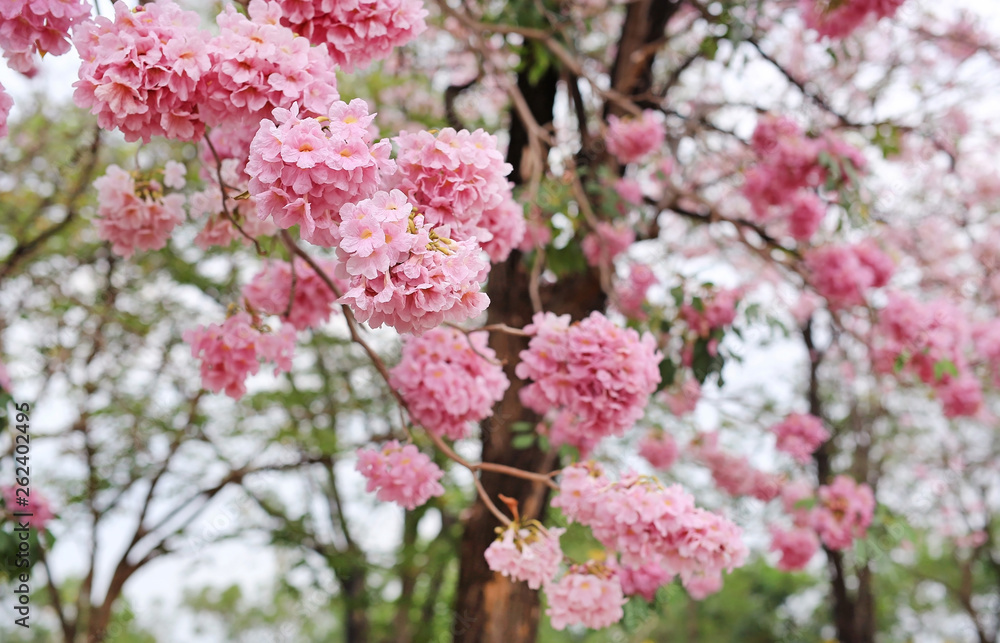 Beautiful Tabebuia rosea or Trumpet trees blooming in spring season. Pink flower in park. Beautiful Tabebuia rosea or Trumpet trees blooming in spring season. Pink flower in park.
