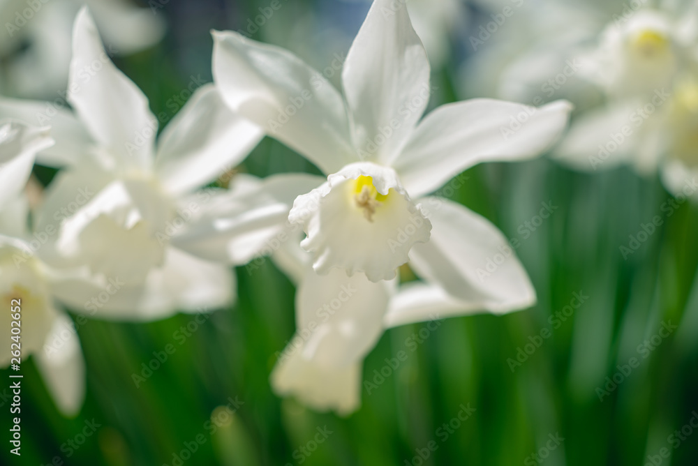 Fototapeta premium White daffodils in the spring sun