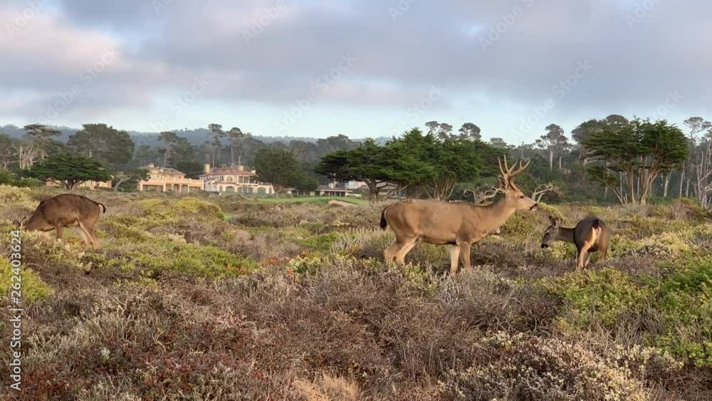 Deer sighting on the 17 mile scenic drive in Pebble Beach, California. Deer sighting on the 17 mile scenic drive in Pebble Beach, California.