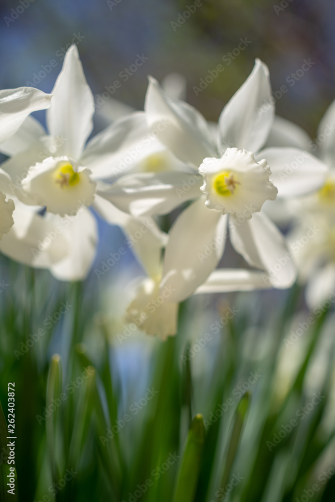 White daffodils in the spring sun White daffodils in the spring sun