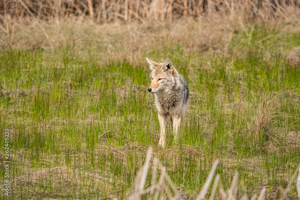 one coyote standing on grass field in the open taking a rest