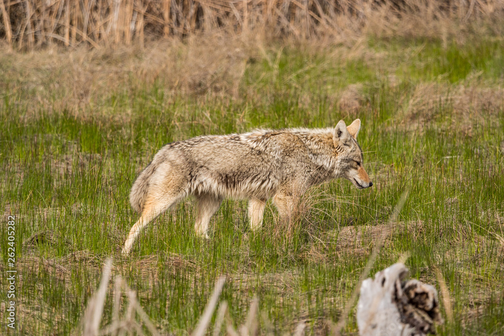 one coyote searching for its prey on grass field in the open one coyote searching for its prey on grass field in the open