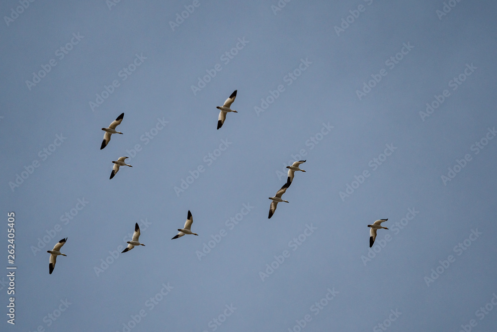flock of snow geese flight in formation under overcast blue sky flock of snow geese flight in formation under overcast blue sky