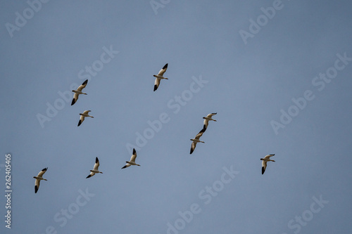flock of snow geese flight in formation under overcast blue sky