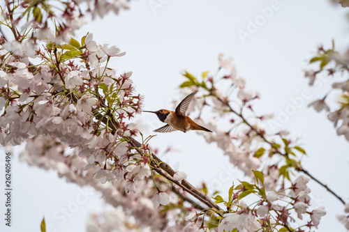 beautiful tiny Rofous hummingbird licking nectar out of pink cherry flower in the park in middle air