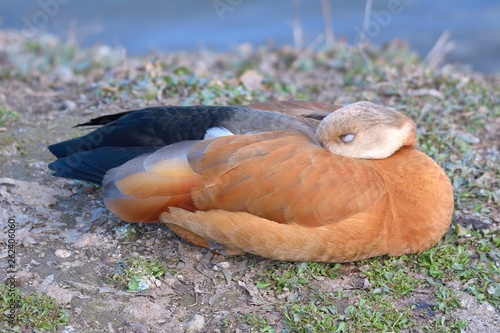 Ruddy shelduck (Tadorna ferruginea)  sleeping photo