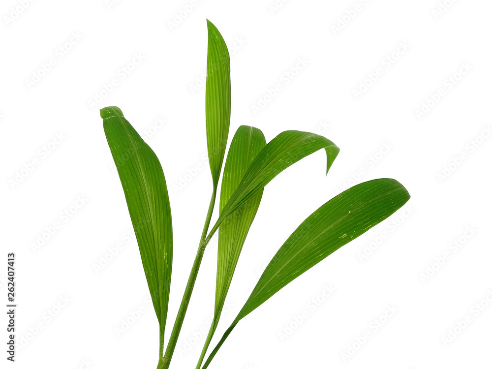 Green leaves isolated on white background. Tree or plant on white background. Green leaves isolated on white background. Tree or plant on white background.