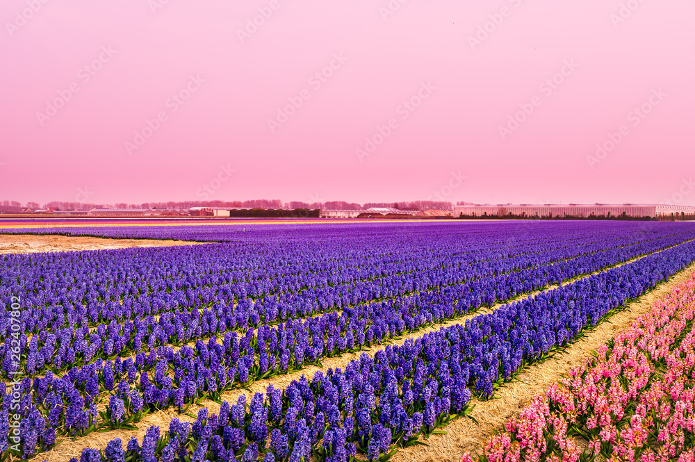 Field of blue flowers with a pink sky Field of blue flowers with a pink sky