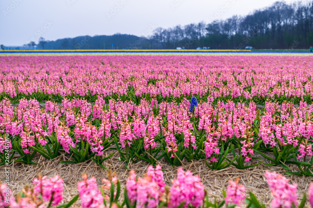 One blue flower in the middle of pink flowers