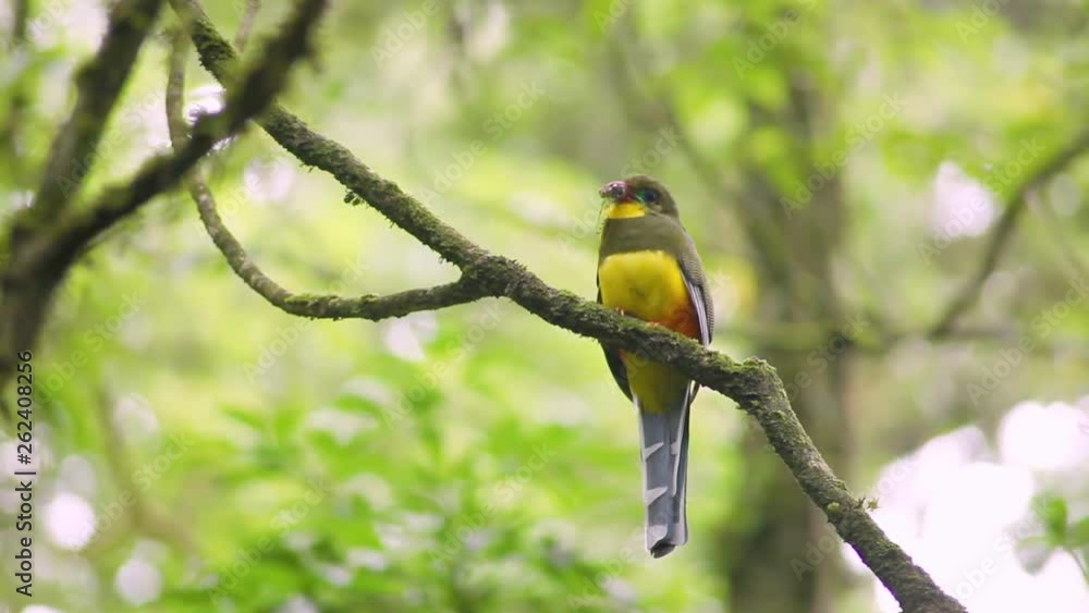 Long shot of a rare Javan Trogon bird perching on a tree branch while biting an insect prey in its beak Long shot of a rare Javan Trogon bird perching on a tree branch while biting an insect prey in its beak