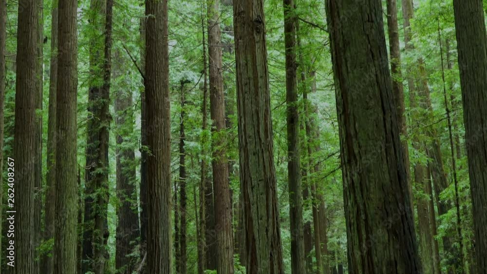 Coastal Redwood forest at Avenue of the Giants in Northern California. Camera tilting up to reveal top of large trees. Coastal Redwood forest at Avenue of the Giants in Northern California. Camera tilting up to reveal top of large trees.