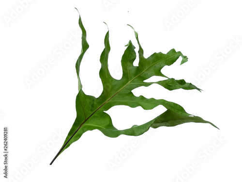 Phlebodium aureum. Green leaf texture. Green leaves isolated on white background. Plants with green leaves. Green leaf pattern background.