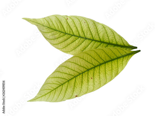 Leaf with white background. Kacapiring / Gardenia augusta also known as cape jasmine leaves isolated on white background.