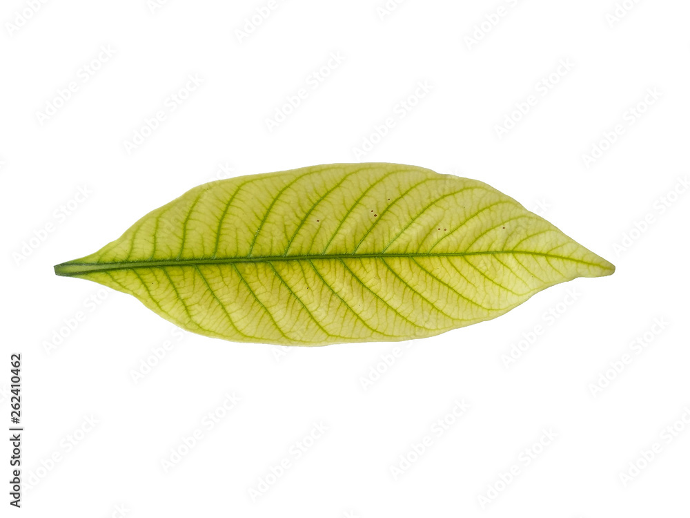 Fototapeta premium Leaf with white background. Kacapiring / Gardenia augusta also known as cape jasmine leaves isolated on white background.