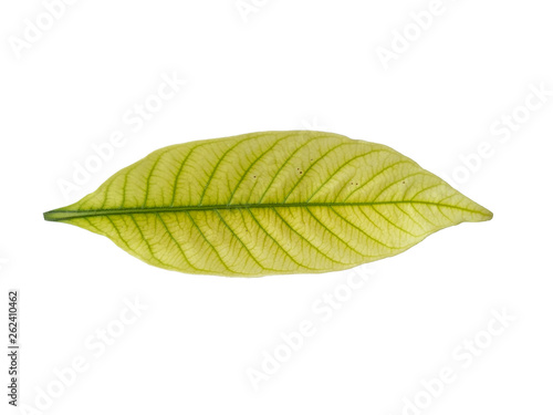 Leaf with white background. Kacapiring   Gardenia augusta also known as cape jasmine leaves isolated on white background.
