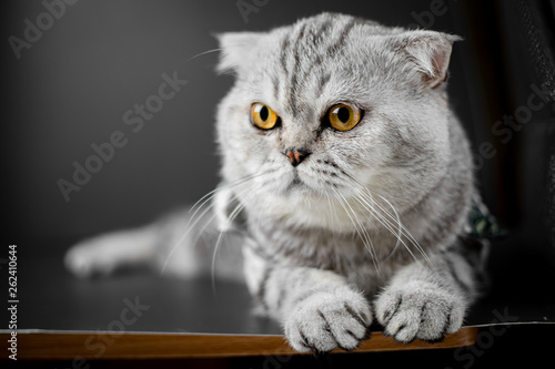 Scottish fold cat are squat on table.