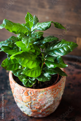 Coffea arabica - coffee pla...