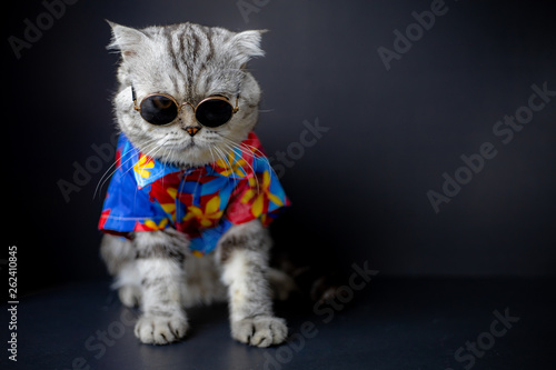Scottish fold cat are wear sunglass and shirt.