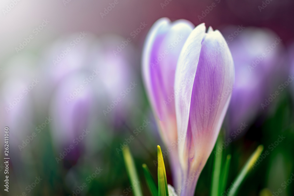 Fototapeta premium Young fresh shoot flower with unopened bud, soft focus, gentle light. Violet flowers of crocuses in fog, dreamy romantic of spring, Close up