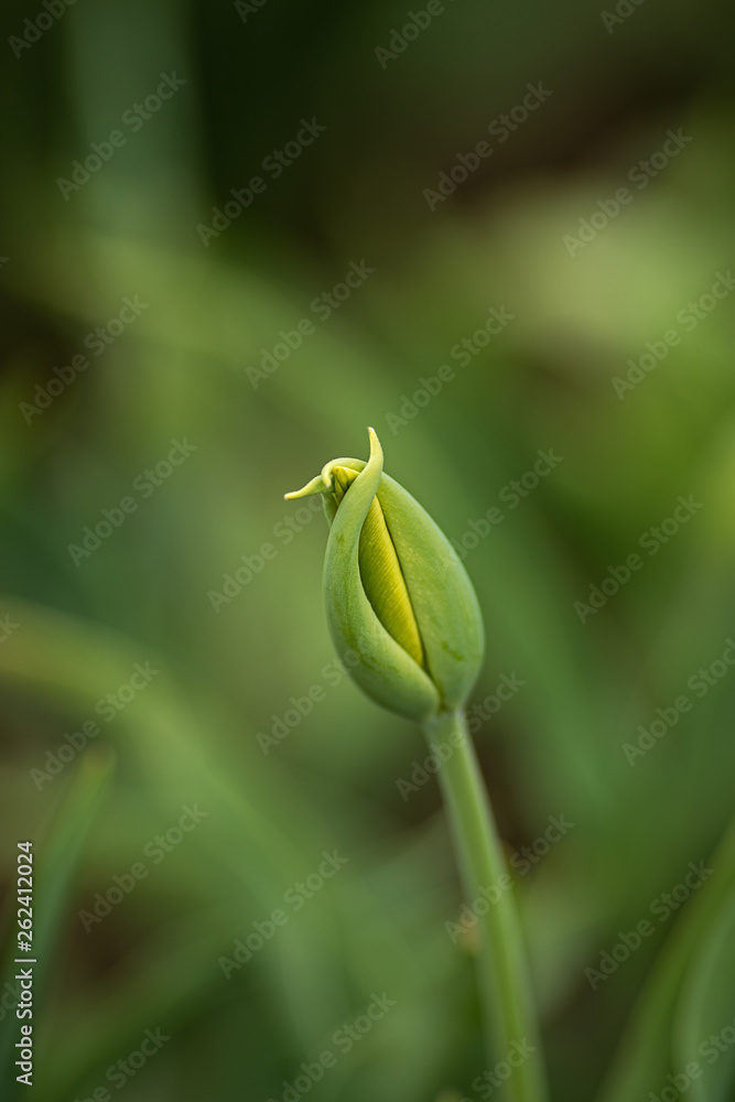 still closed tulip blossom, finely curved tips of the petals still closed tulip blossom, finely curved tips of the petals