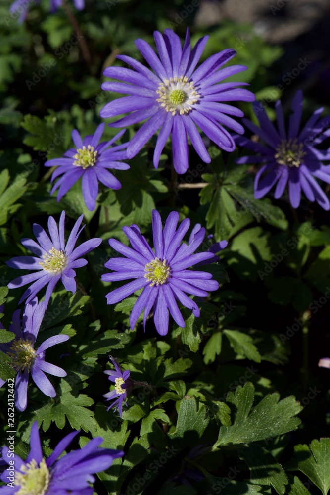 Fototapeta premium flowers on green background