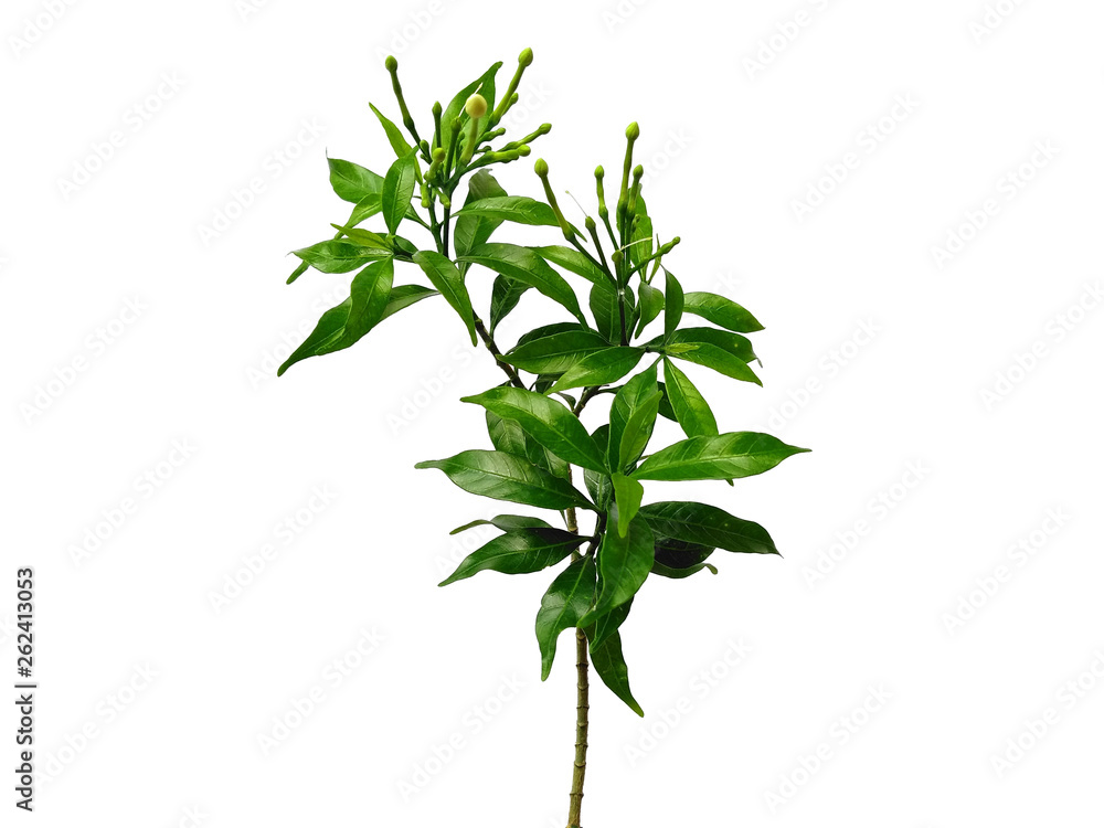 Green leaves isolated on white background. Tree or plant on white background.