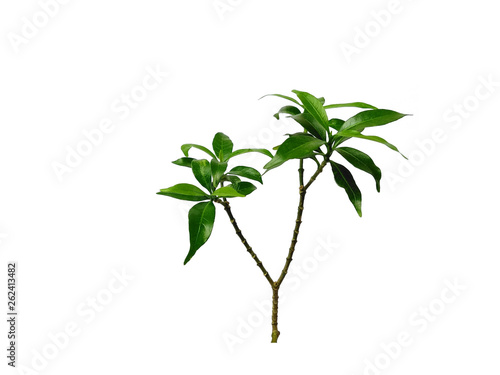 Green leaves isolated on white background. Tree or plant on white background.