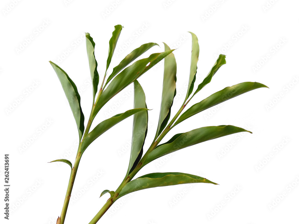 Obraz premium Green leaves isolated on white background. Tree or plant on white background.