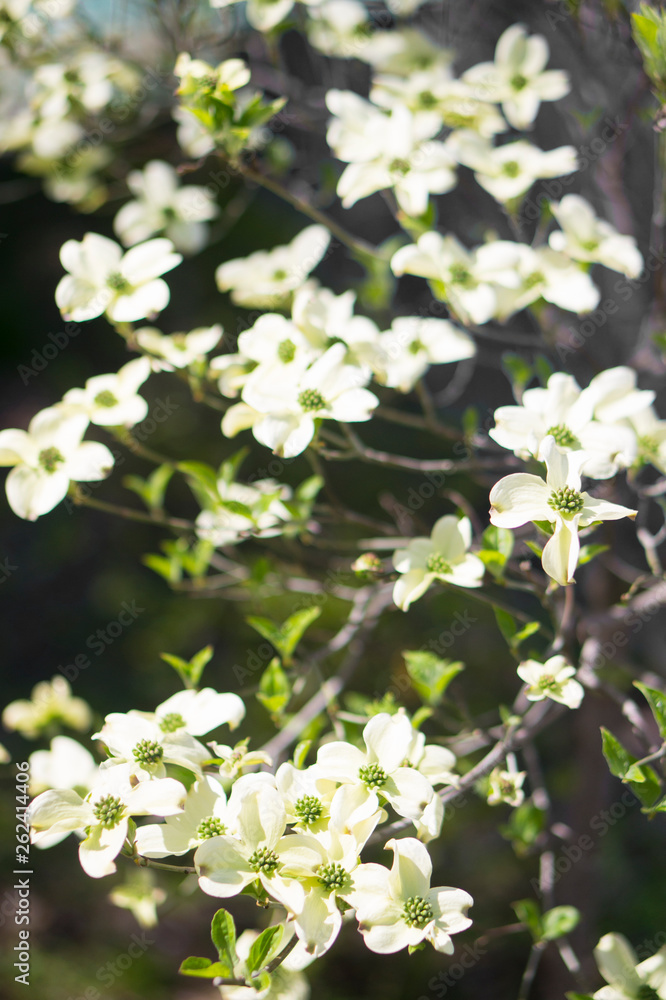 Obraz premium Cornus florida, the flowering dogwood (ハナミズキ)