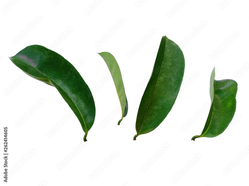 Soursop leaves on white background. Annona muricata isolated on white background. Soursop leaves on white background. Annona muricata isolated on white background.