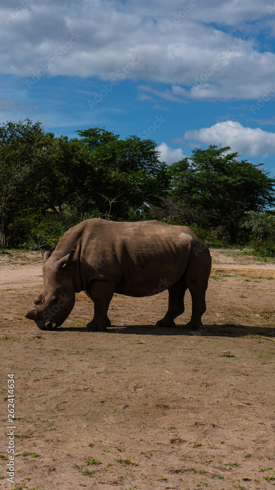 Africa, wild life, Baoboa, tree, Rhino, Africa, wild life, Baoboa, tree, Rhino,