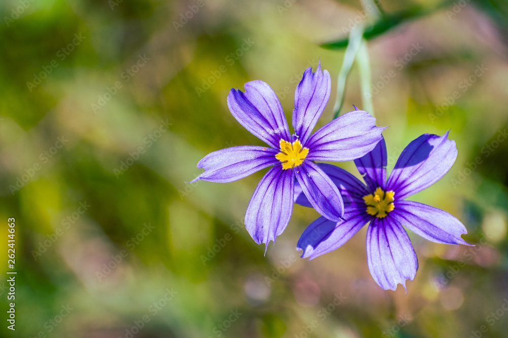 Close up of Blue-Eyed Grass (Sisyrinchium bellum) wildflowers blooming in spring, south San Francisco bay area, California Close up of Blue-Eyed Grass (Sisyrinchium bellum) wildflowers blooming in spring, south San Francisco bay area, California