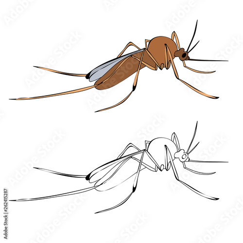 mosquito insect with sketch