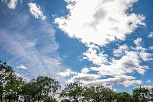 trees and sky